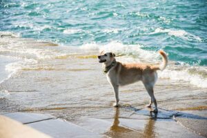 Dog Friendly Beaches In Florida