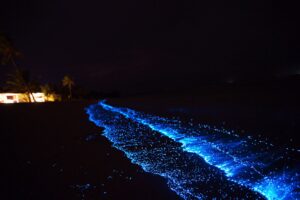 Bioluminescent Plankton maldives