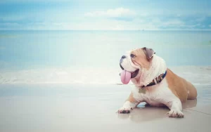 Dog Friendly Beaches In Florida