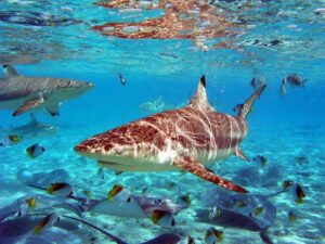 Sharks In Bora Bora
